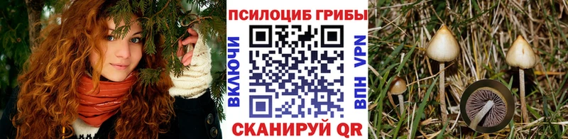 Псилоцибиновые грибы Cubensis  Купить  Сарапул 